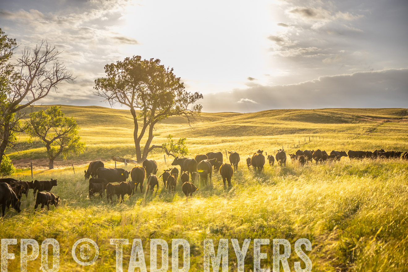 TMyers_PP_FinneyRanch_Nebraska_June2024-510315