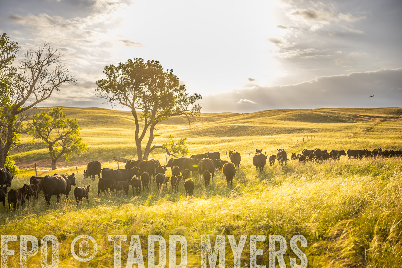 TMyers_PP_FinneyRanch_Nebraska_June2024-510319
