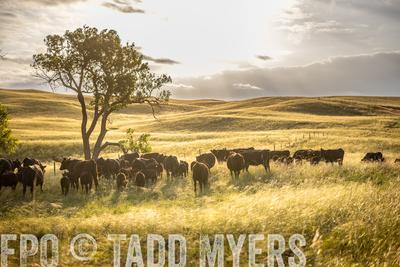 TMyers_PP_FinneyRanch_Nebraska_June2024-510325