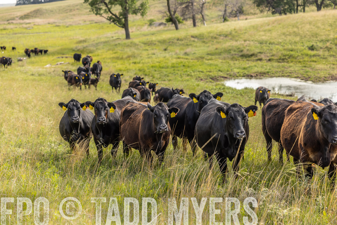 TMyers_PP_FinneyRanch_Nebraska_June2024-516829