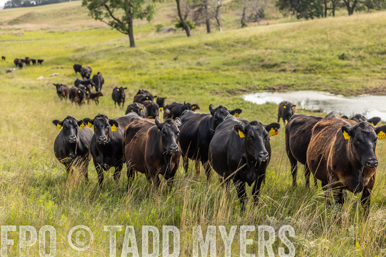 TMyers_PP_FinneyRanch_Nebraska_June2024-516831