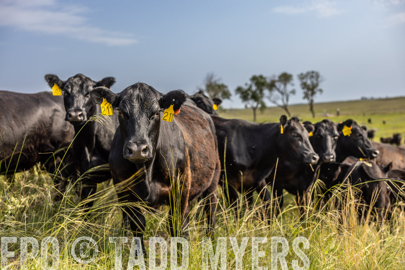 TMyers_PP_FinneyRanch_Nebraska_June2024-516869