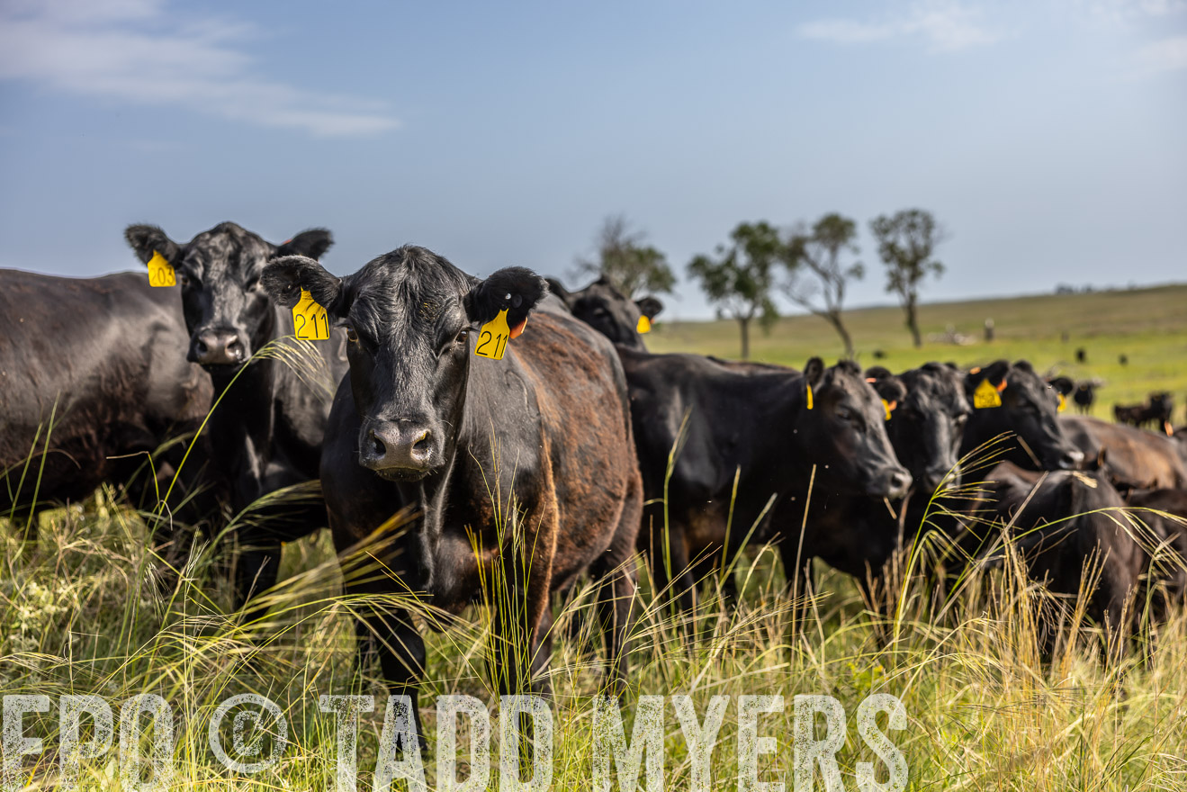 TMyers_PP_FinneyRanch_Nebraska_June2024-516873