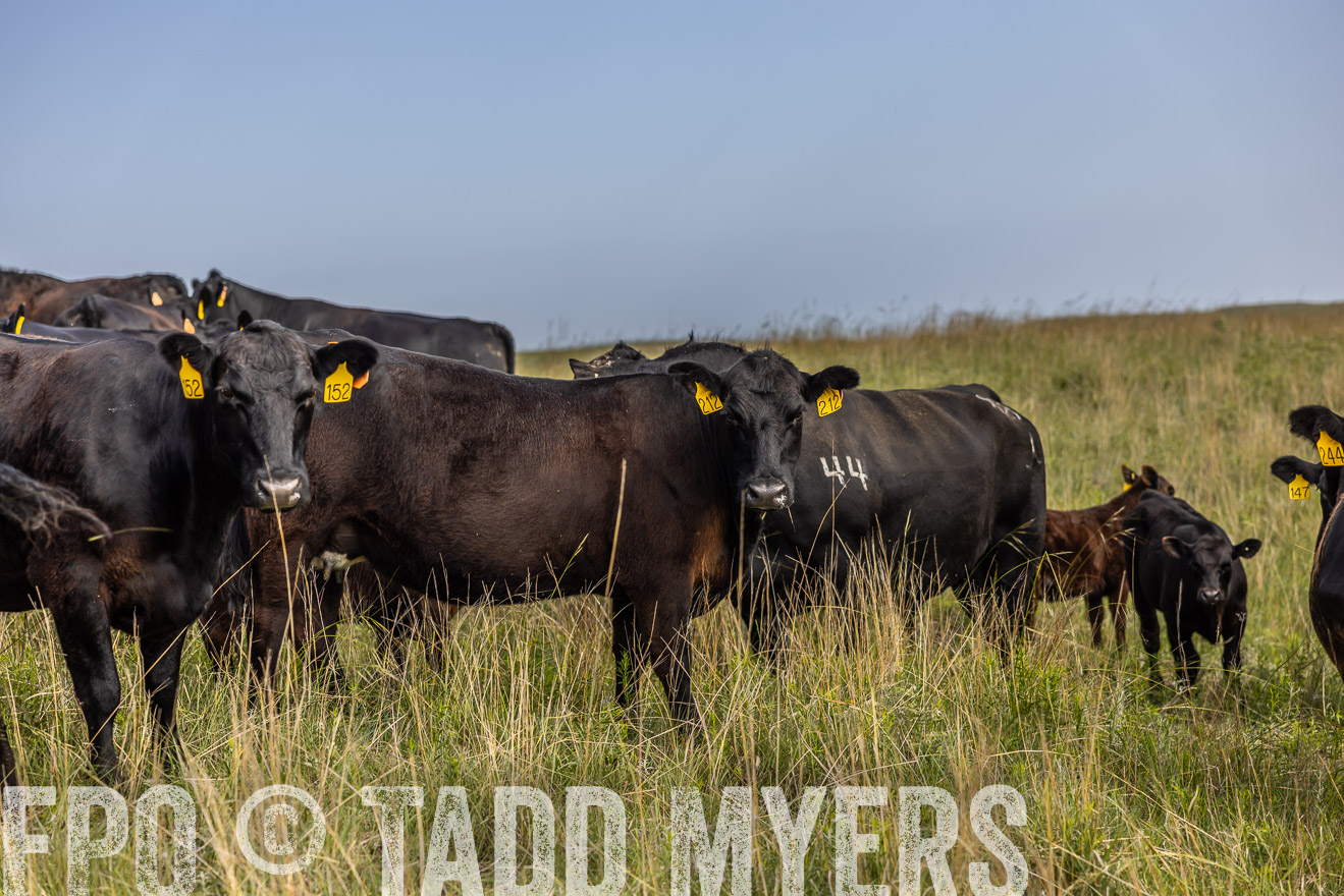 TMyers_PP_FinneyRanch_Nebraska_June2024-516878