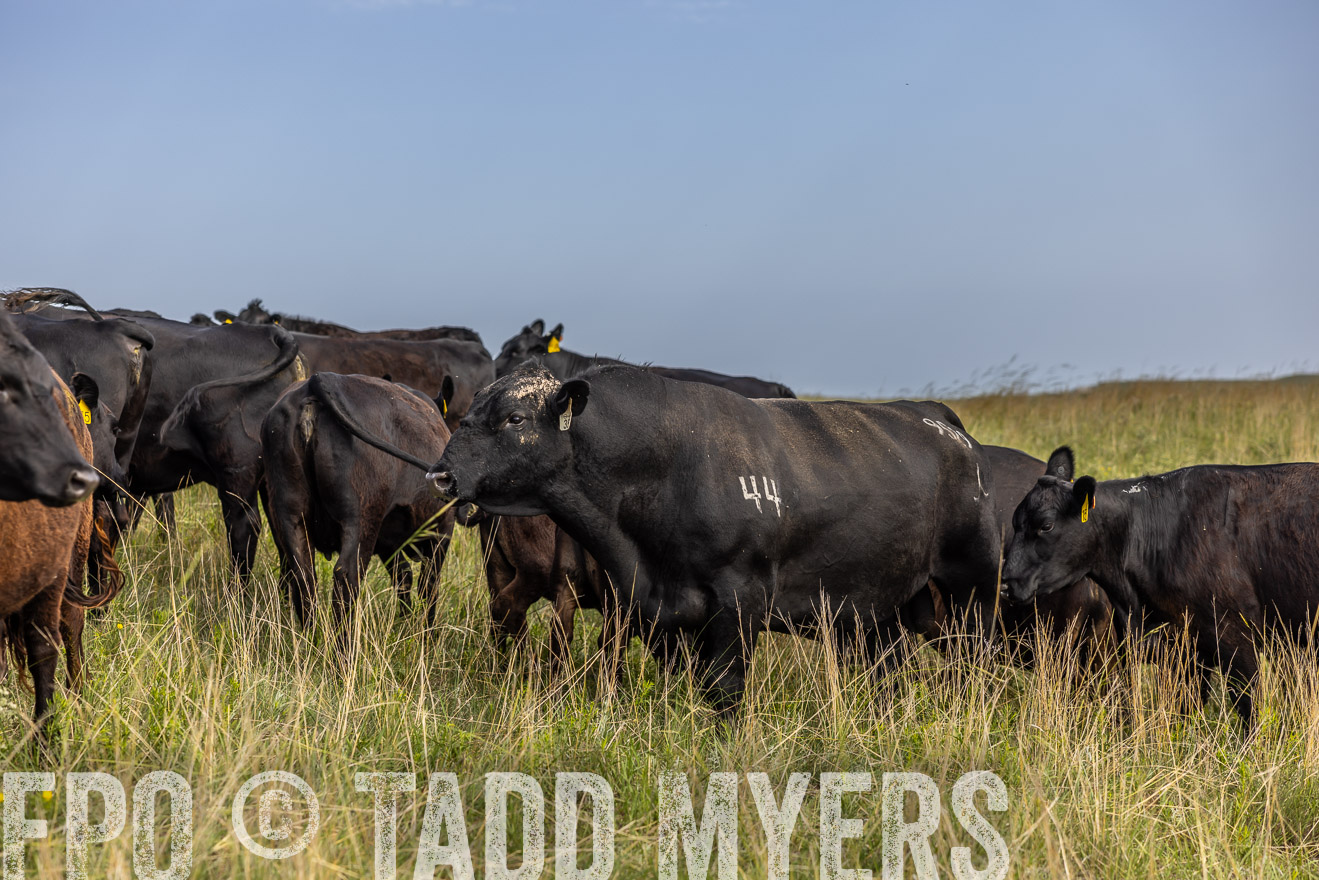 TMyers_PP_FinneyRanch_Nebraska_June2024-516886