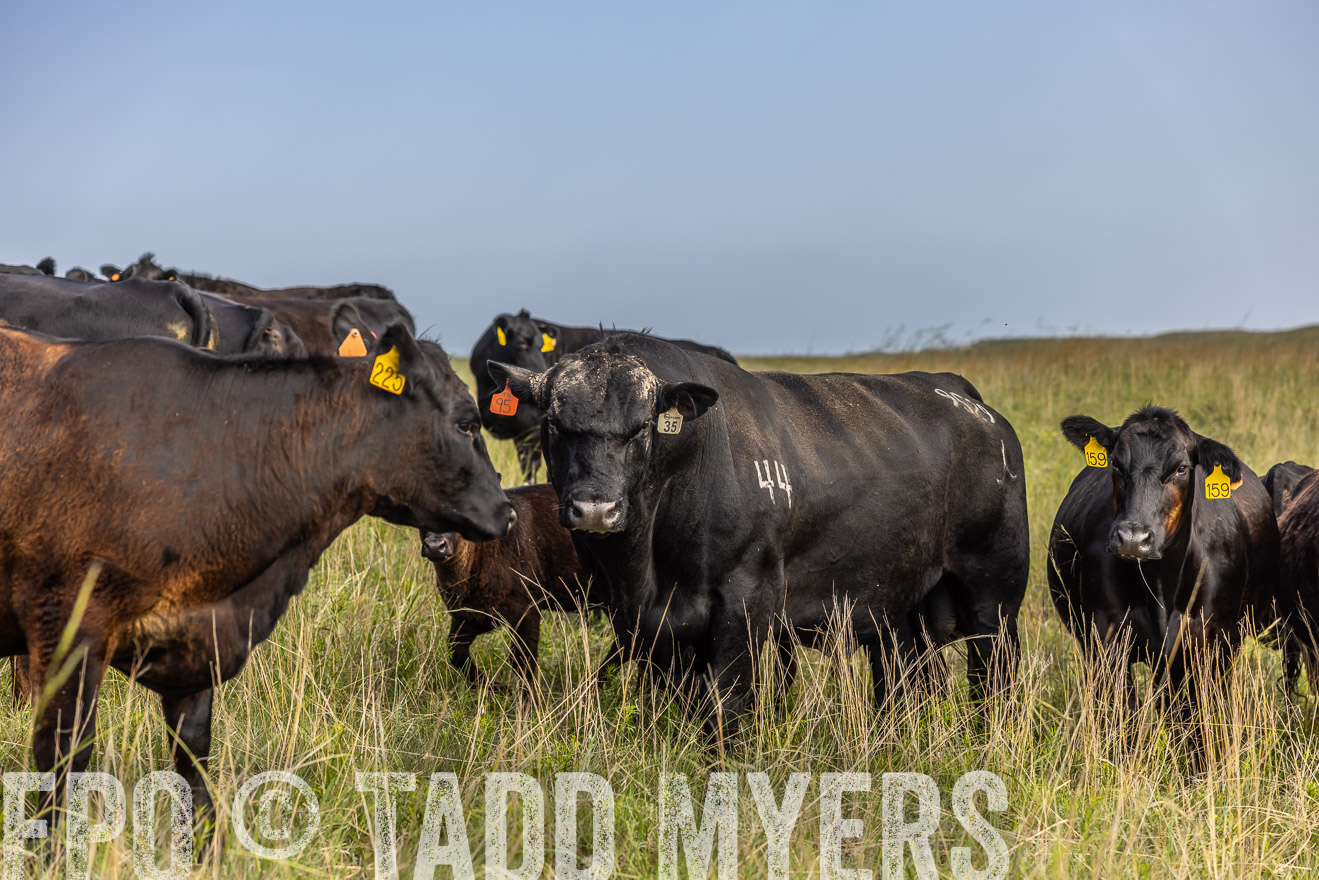 TMyers_PP_FinneyRanch_Nebraska_June2024-516894