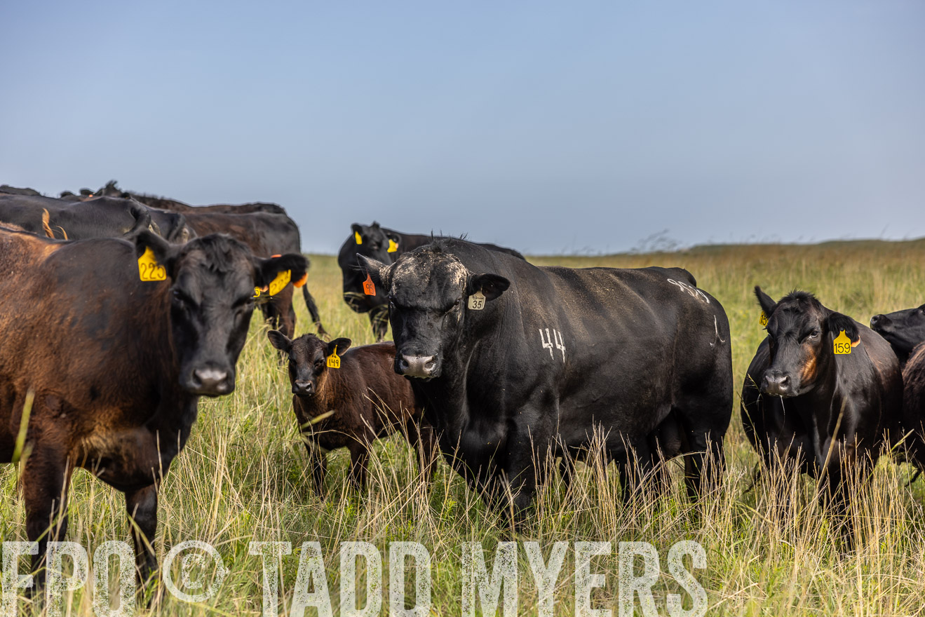 TMyers_PP_FinneyRanch_Nebraska_June2024-516896