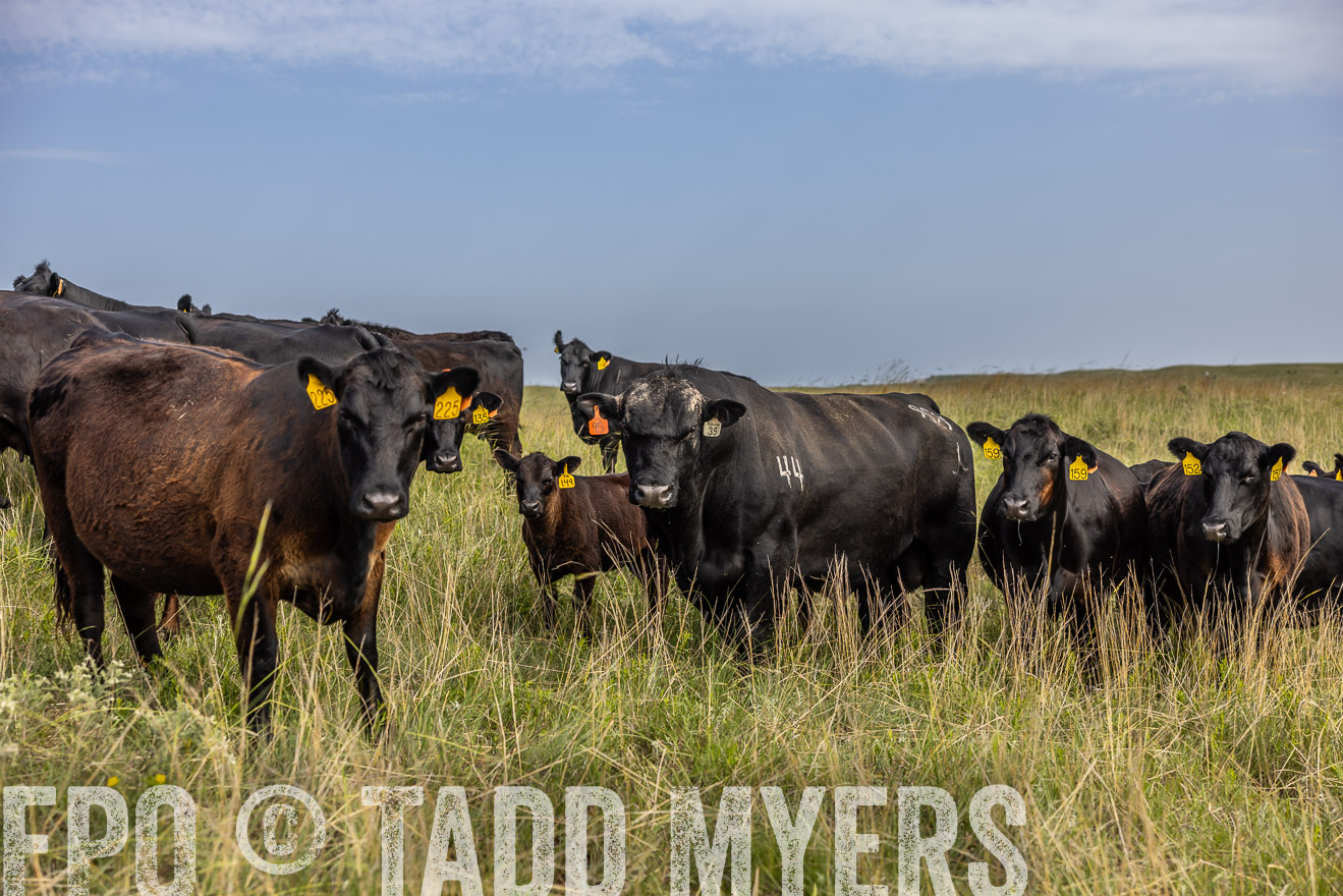 TMyers_PP_FinneyRanch_Nebraska_June2024-516904