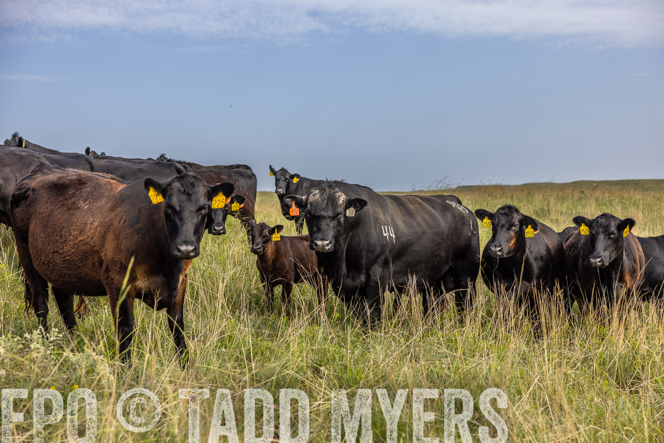 TMyers_PP_FinneyRanch_Nebraska_June2024-516908