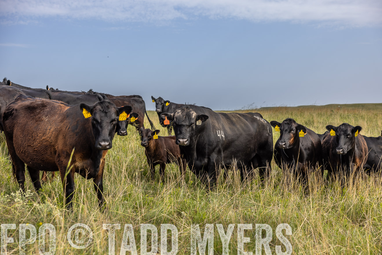 TMyers_PP_FinneyRanch_Nebraska_June2024-516911