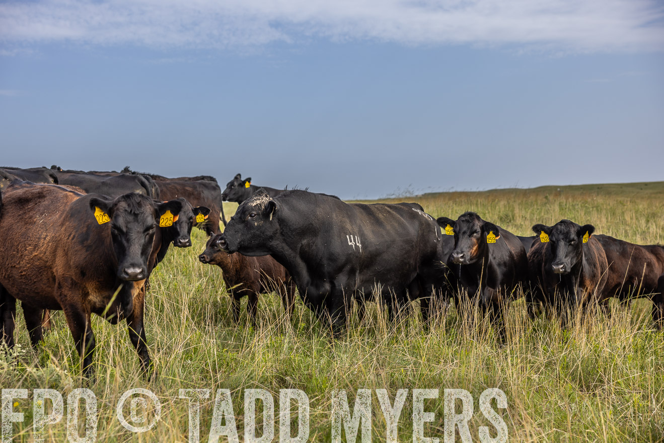 TMyers_PP_FinneyRanch_Nebraska_June2024-516913