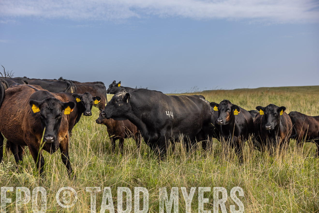 TMyers_PP_FinneyRanch_Nebraska_June2024-516918
