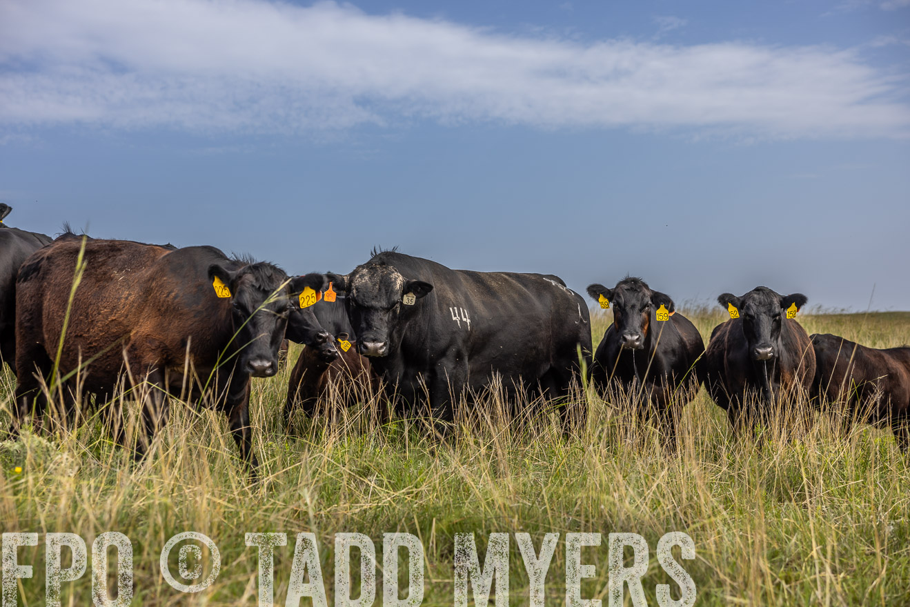 TMyers_PP_FinneyRanch_Nebraska_June2024-516920