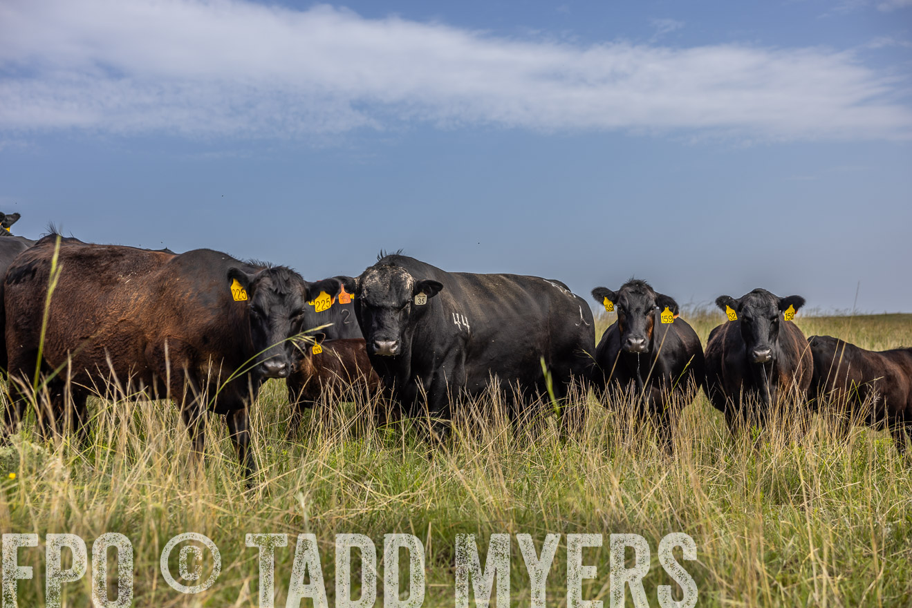 TMyers_PP_FinneyRanch_Nebraska_June2024-516923