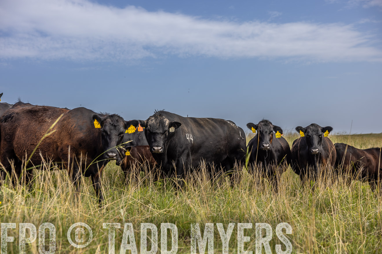 TMyers_PP_FinneyRanch_Nebraska_June2024-516926