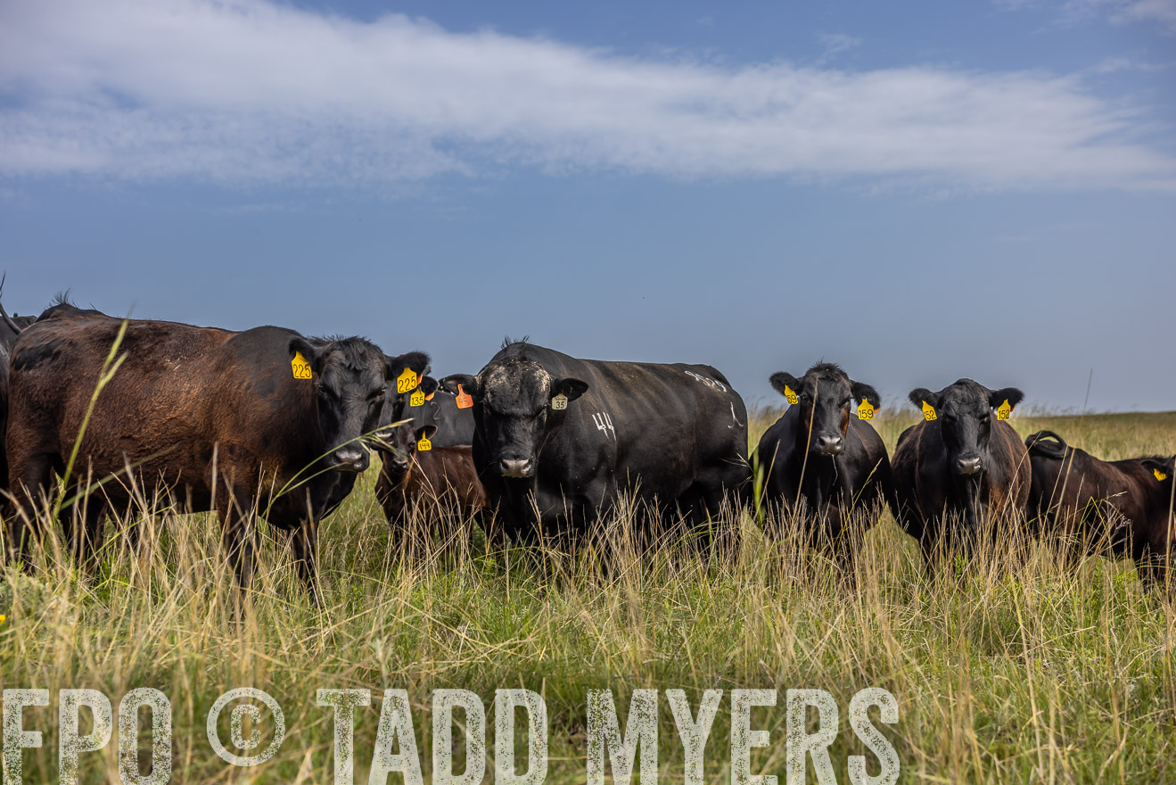 TMyers_PP_FinneyRanch_Nebraska_June2024-516936