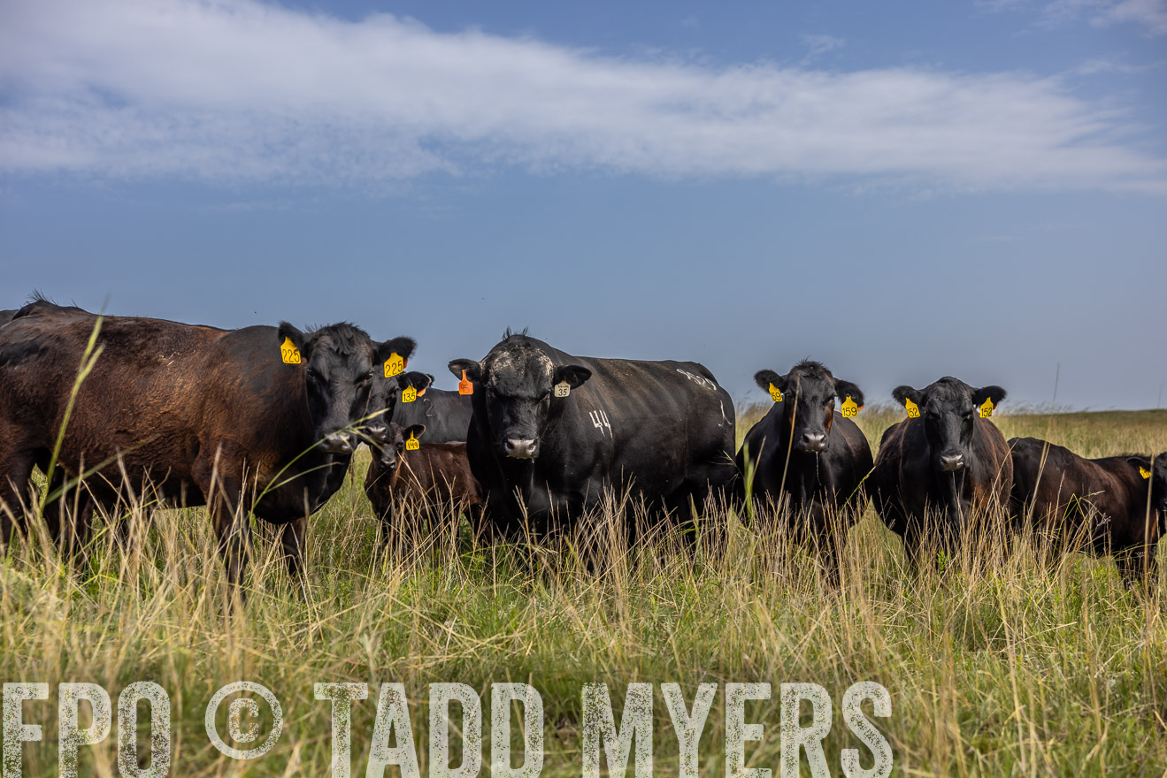 TMyers_PP_FinneyRanch_Nebraska_June2024-516942