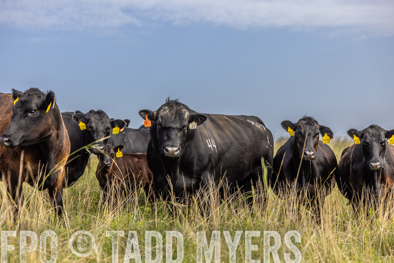 TMyers_PP_FinneyRanch_Nebraska_June2024-516943