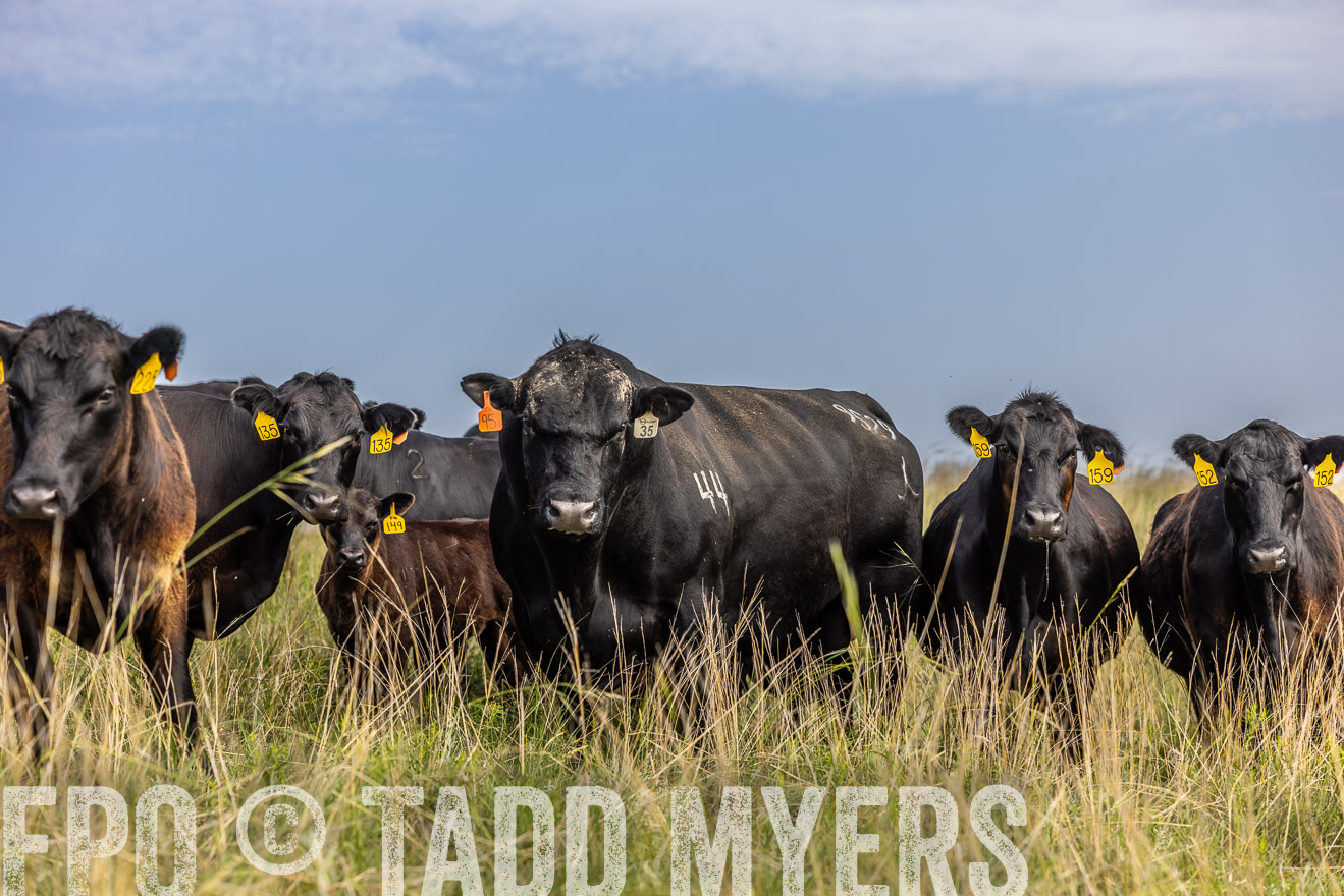 TMyers_PP_FinneyRanch_Nebraska_June2024-516946