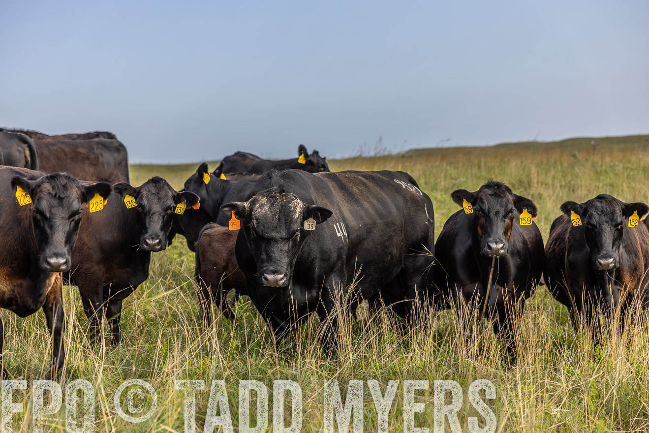 TMyers_PP_FinneyRanch_Nebraska_June2024-516957