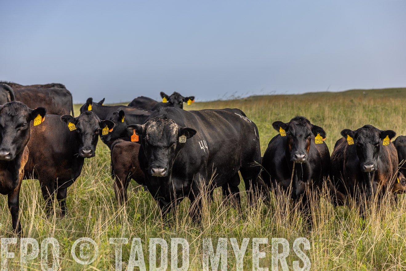 TMyers_PP_FinneyRanch_Nebraska_June2024-516961