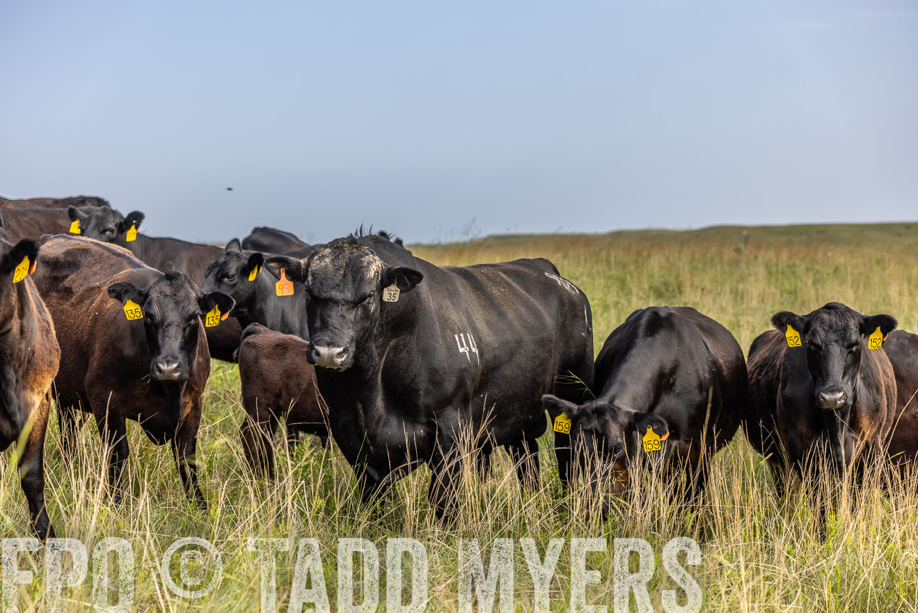 TMyers_PP_FinneyRanch_Nebraska_June2024-516963