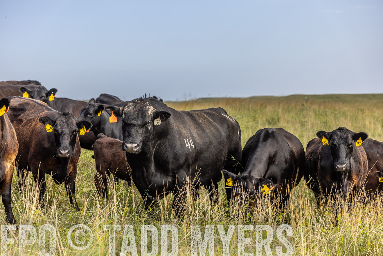TMyers_PP_FinneyRanch_Nebraska_June2024-516967