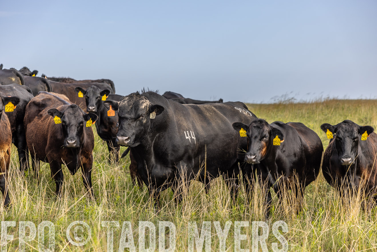 TMyers_PP_FinneyRanch_Nebraska_June2024-516971