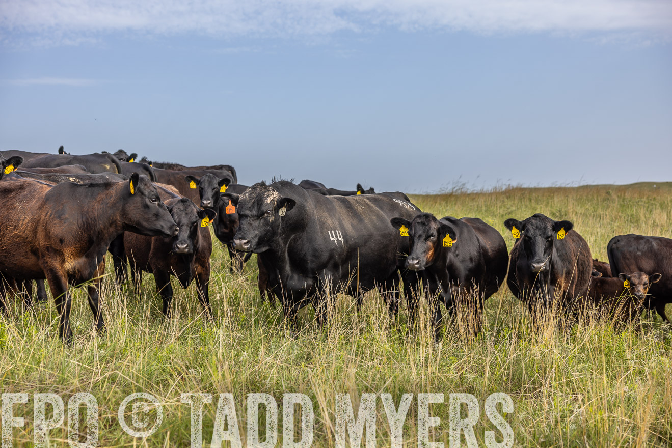 TMyers_PP_FinneyRanch_Nebraska_June2024-516976