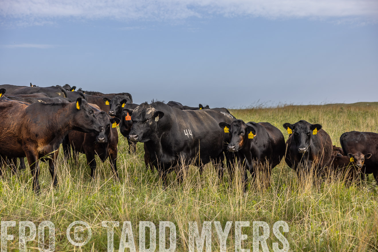 TMyers_PP_FinneyRanch_Nebraska_June2024-516979