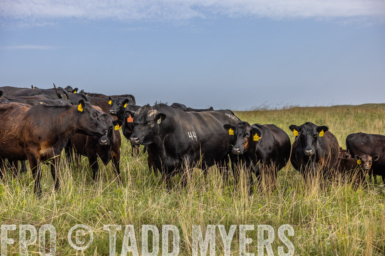 TMyers_PP_FinneyRanch_Nebraska_June2024-516982