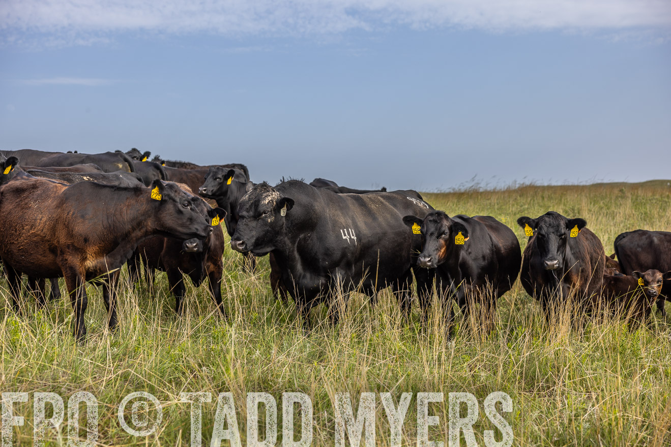 TMyers_PP_FinneyRanch_Nebraska_June2024-516984