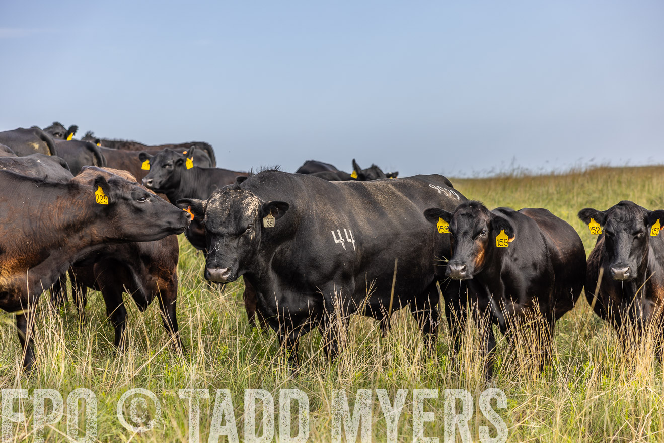 TMyers_PP_FinneyRanch_Nebraska_June2024-516990