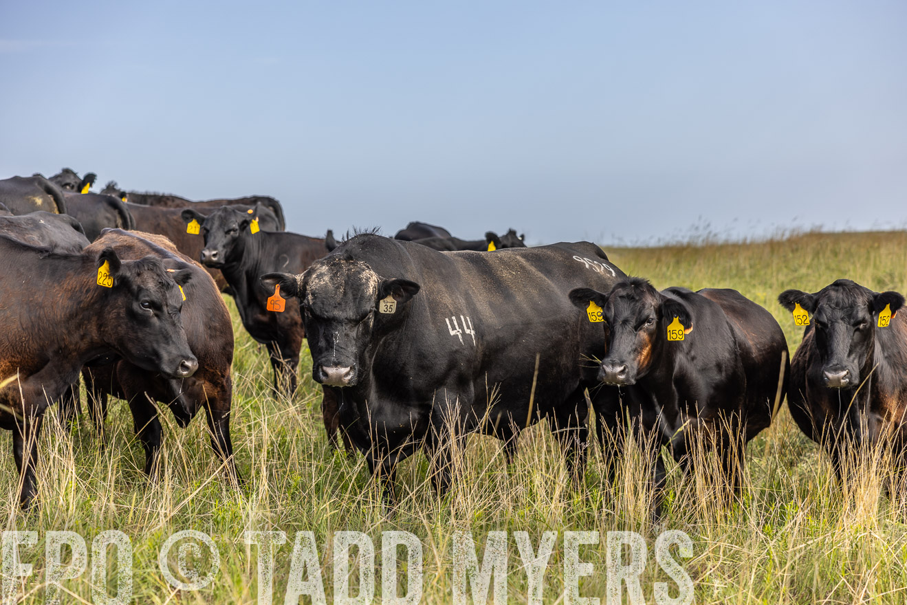 TMyers_PP_FinneyRanch_Nebraska_June2024-516993