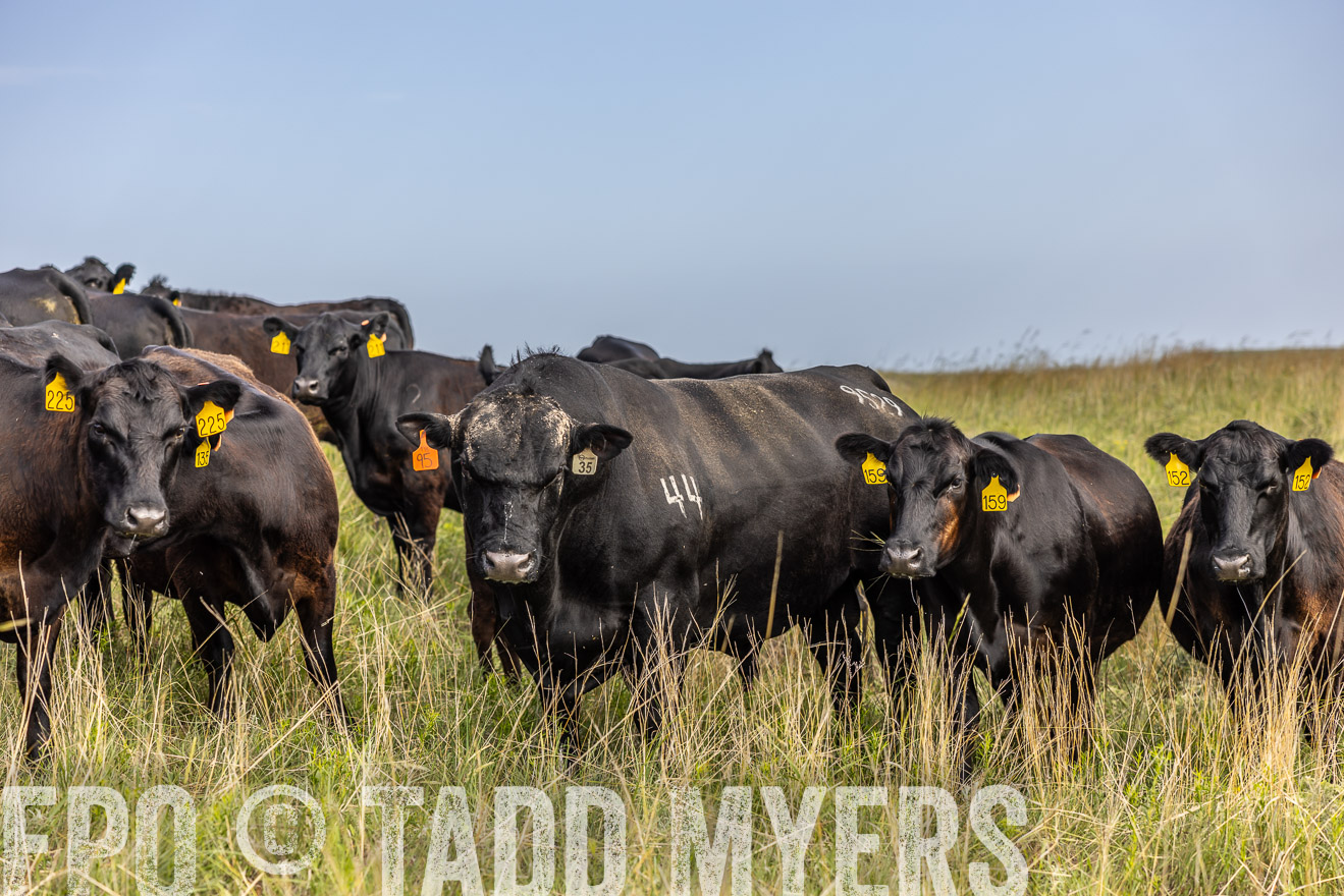 TMyers_PP_FinneyRanch_Nebraska_June2024-516997