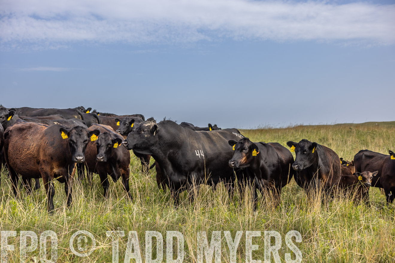 TMyers_PP_FinneyRanch_Nebraska_June2024-517002