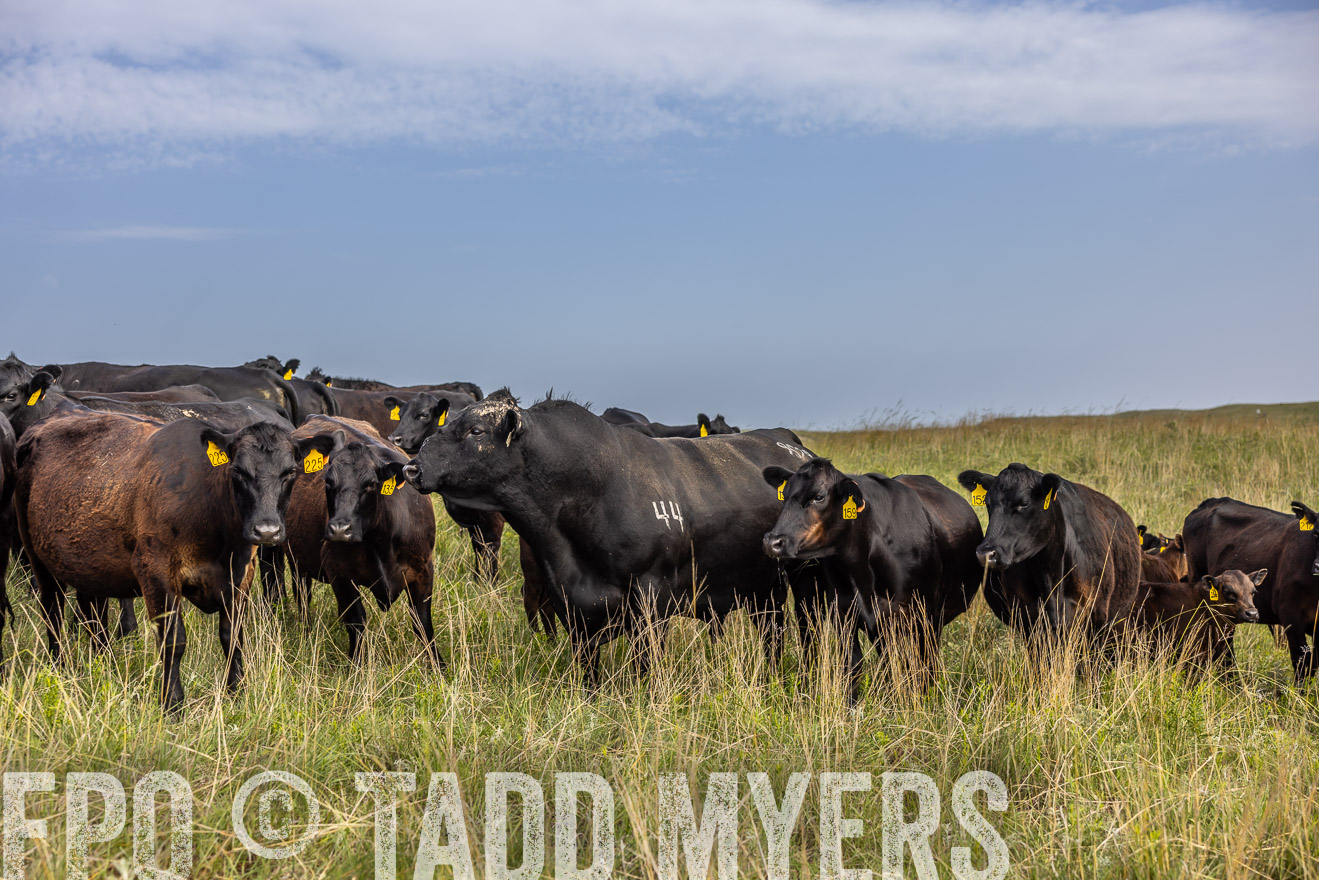 TMyers_PP_FinneyRanch_Nebraska_June2024-517006