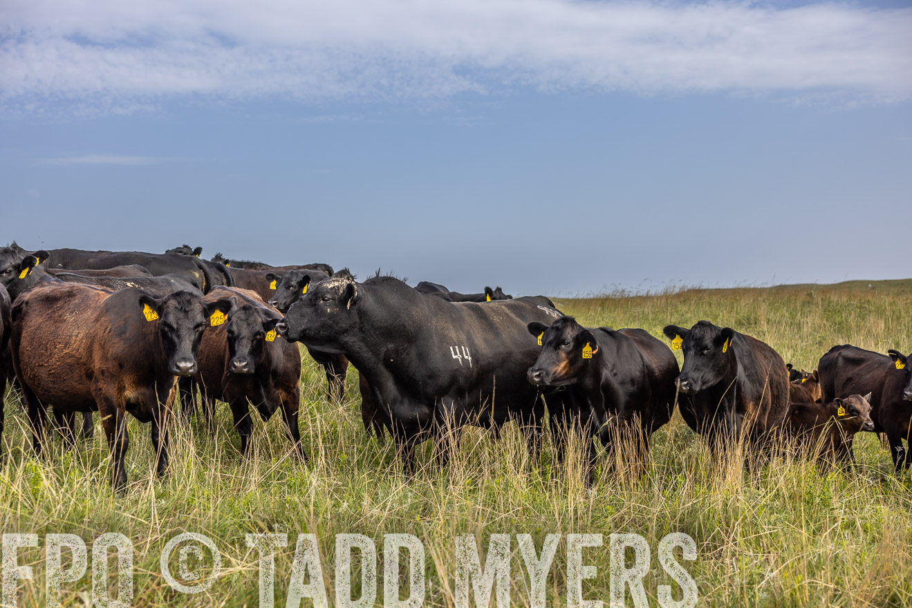 TMyers_PP_FinneyRanch_Nebraska_June2024-517010