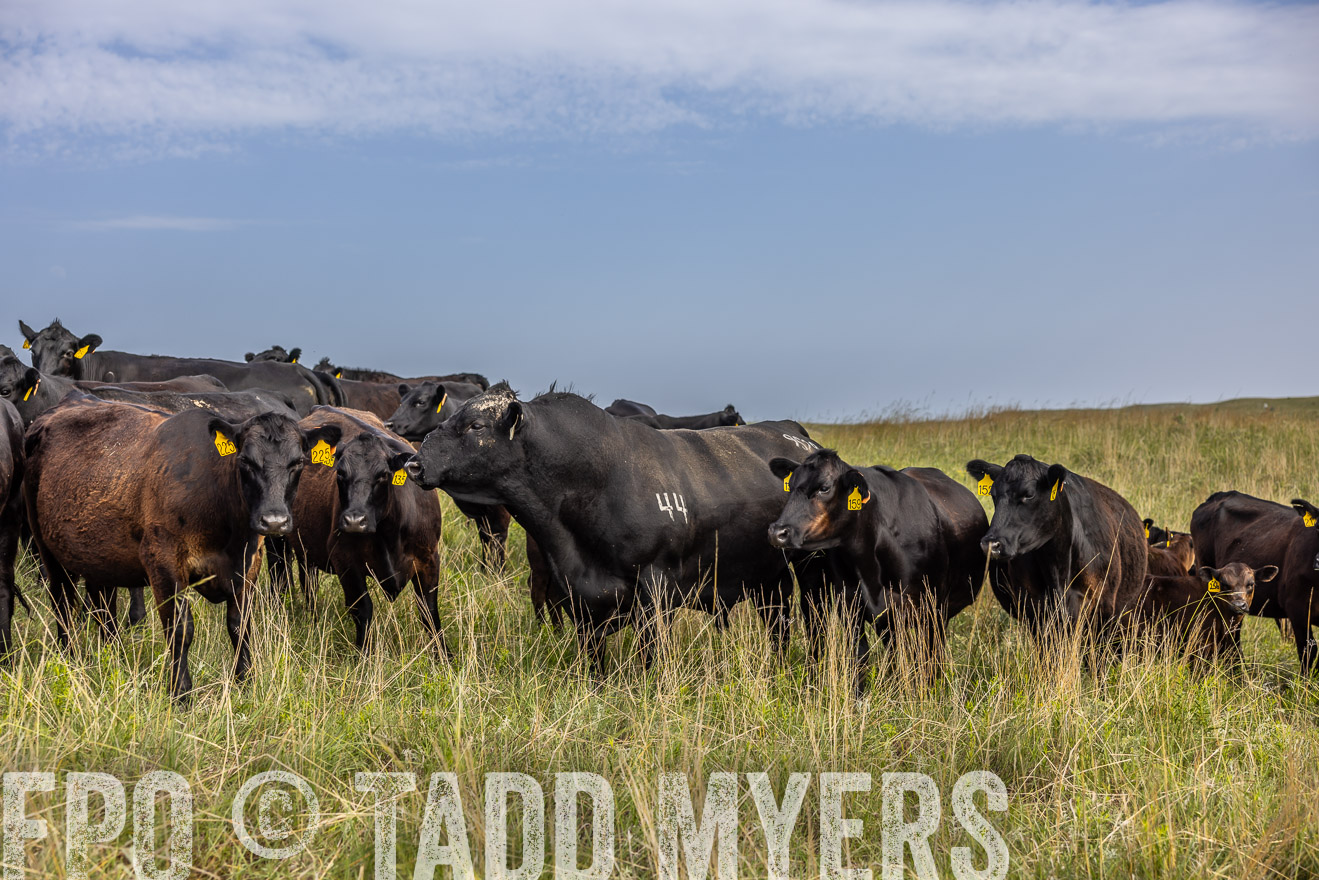 TMyers_PP_FinneyRanch_Nebraska_June2024-517015