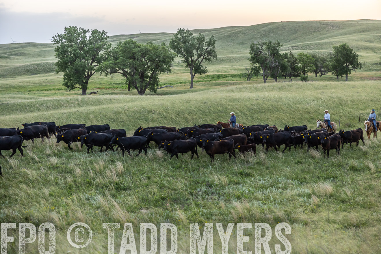 TMyers_PP_FinneyRanch_Nebraska_June2024-517063