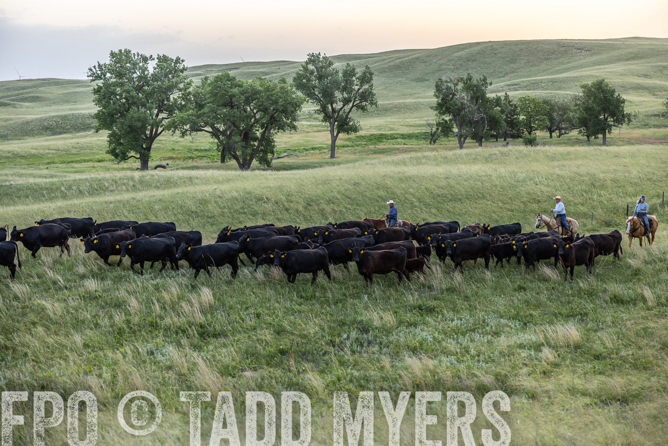 TMyers_PP_FinneyRanch_Nebraska_June2024-517070