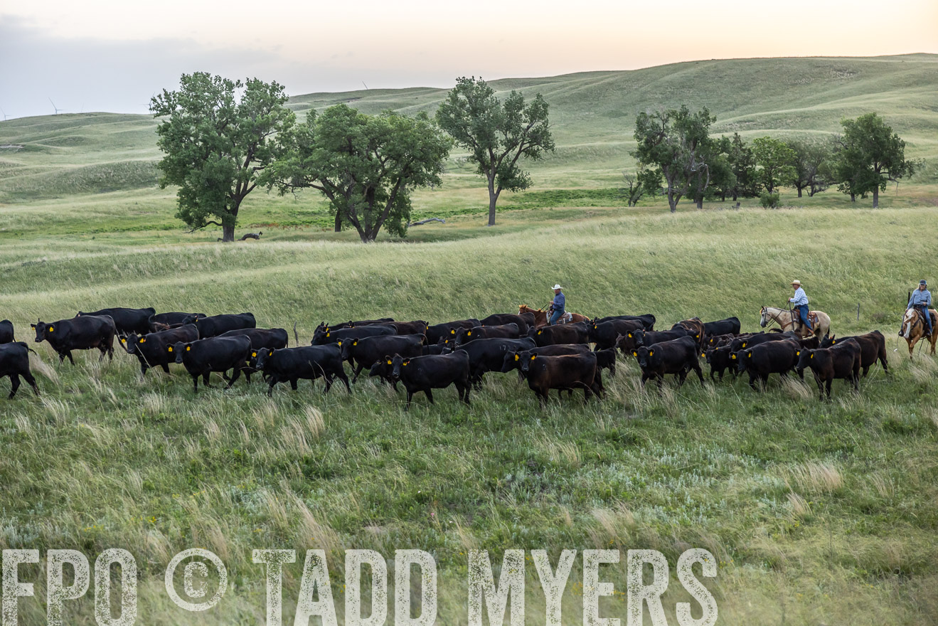 TMyers_PP_FinneyRanch_Nebraska_June2024-517079