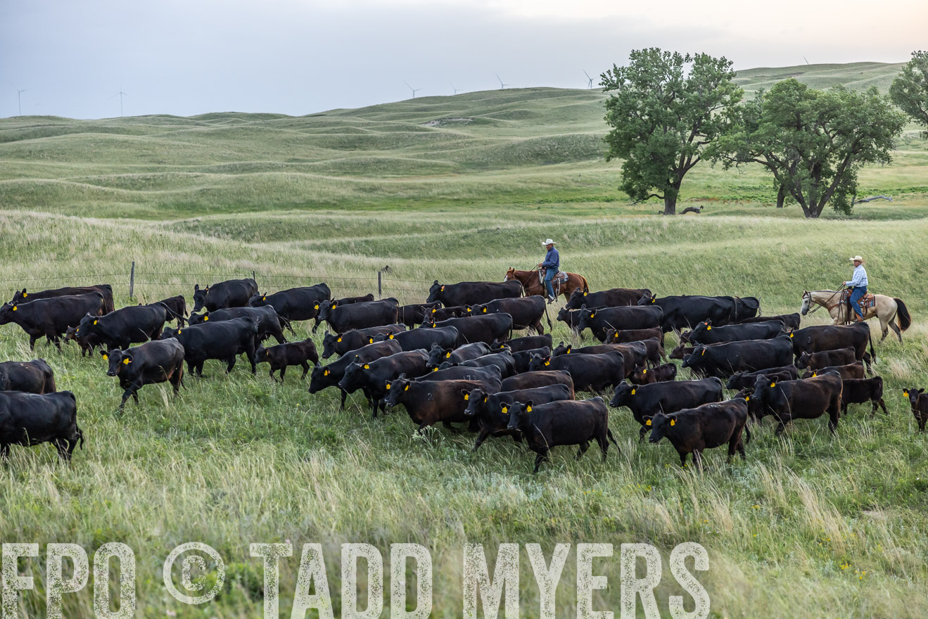 TMyers_PP_FinneyRanch_Nebraska_June2024-517097