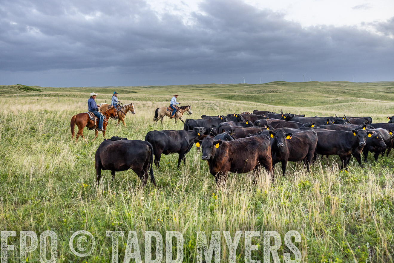 TMyers_PP_FinneyRanch_Nebraska_June2024-517160