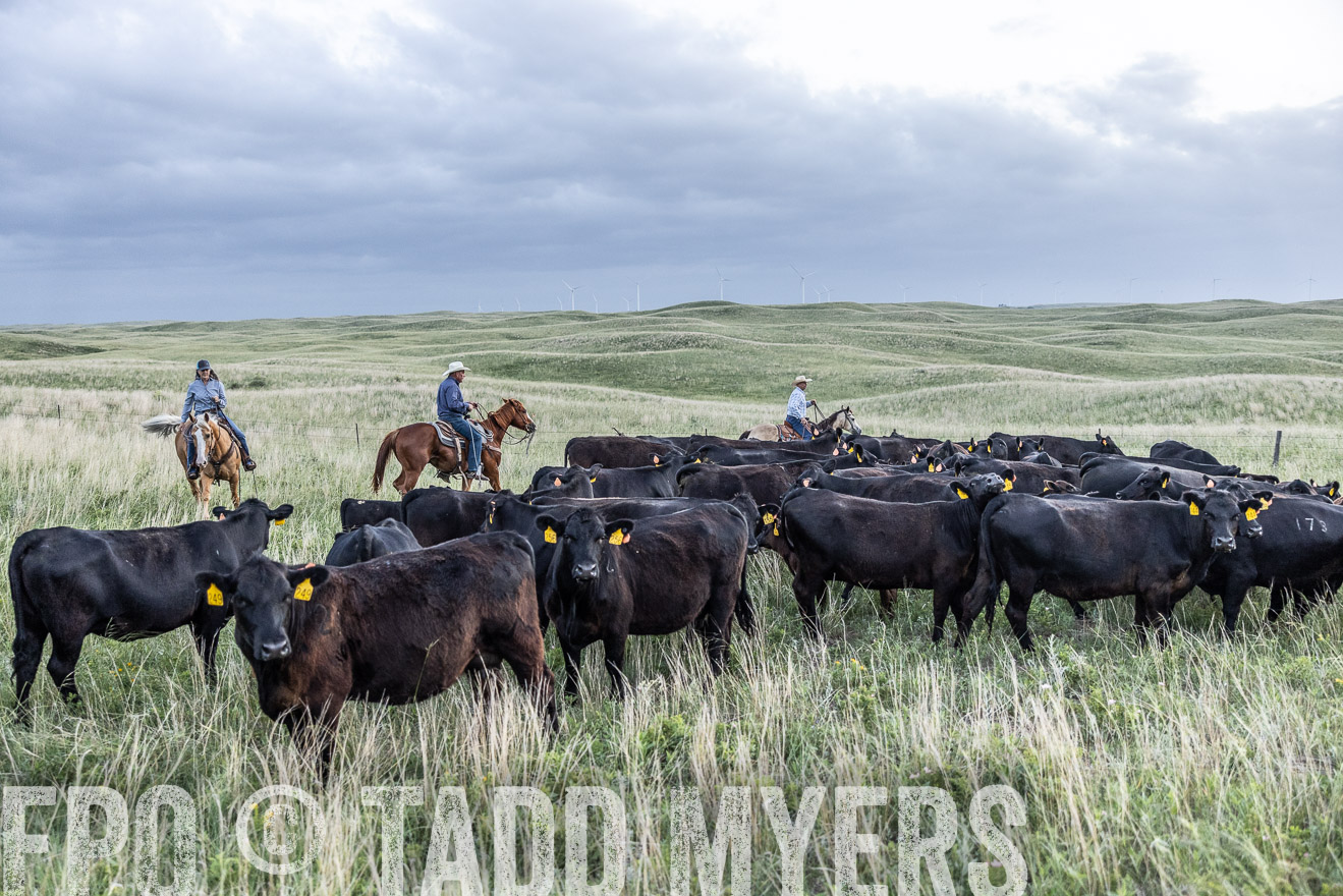 TMyers_PP_FinneyRanch_Nebraska_June2024-517183