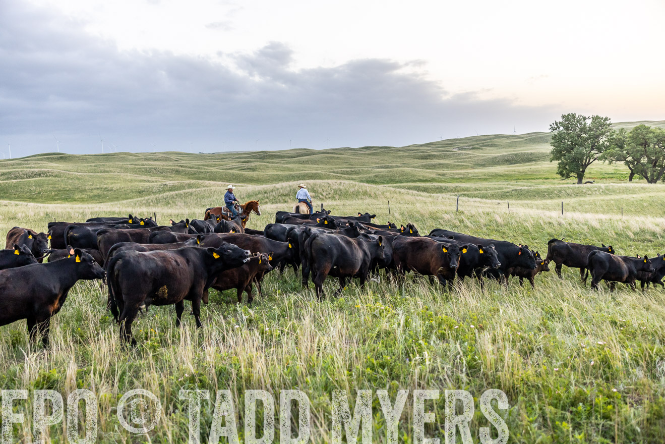 TMyers_PP_FinneyRanch_Nebraska_June2024-517232