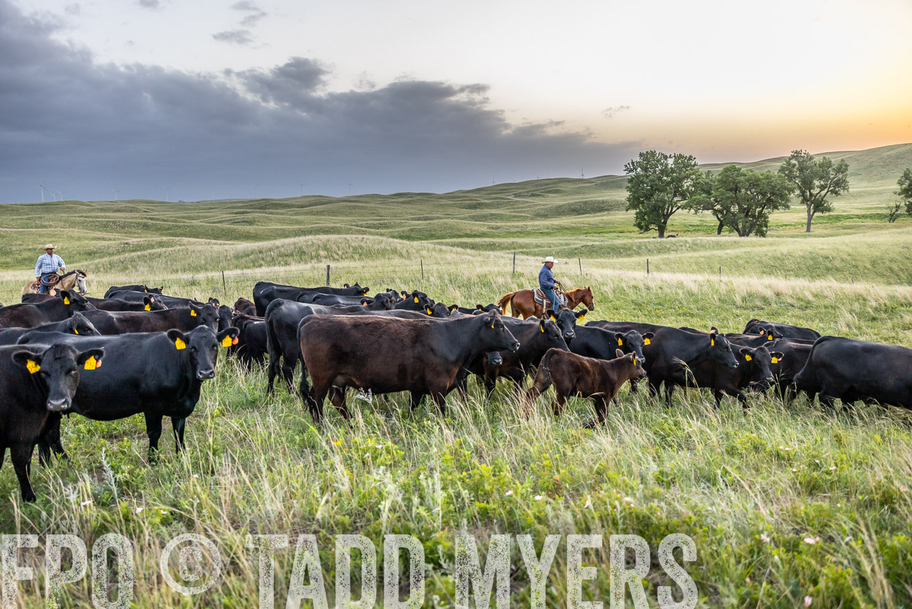 TMyers_PP_FinneyRanch_Nebraska_June2024-517253
