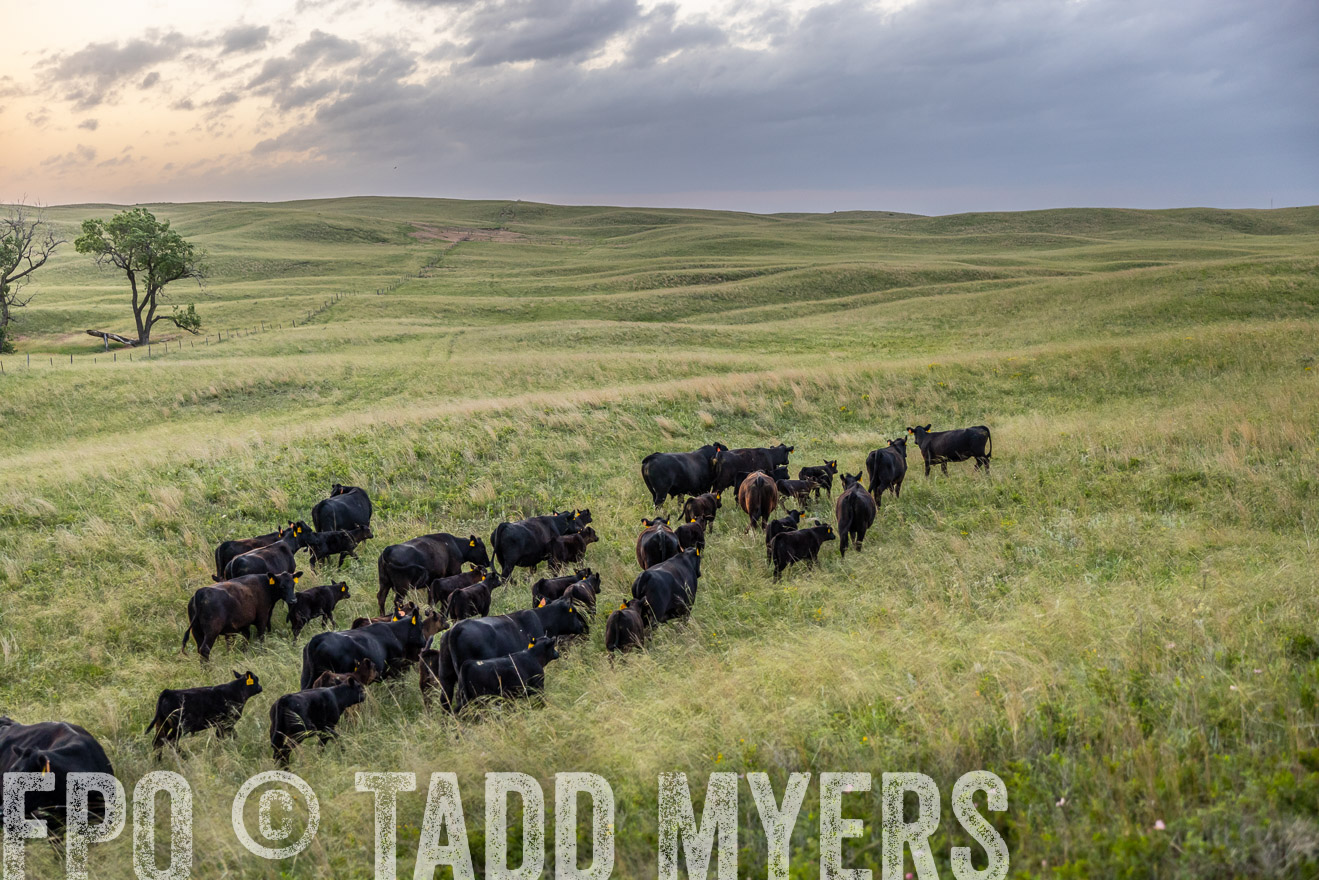 TMyers_PP_FinneyRanch_Nebraska_June2024-517297