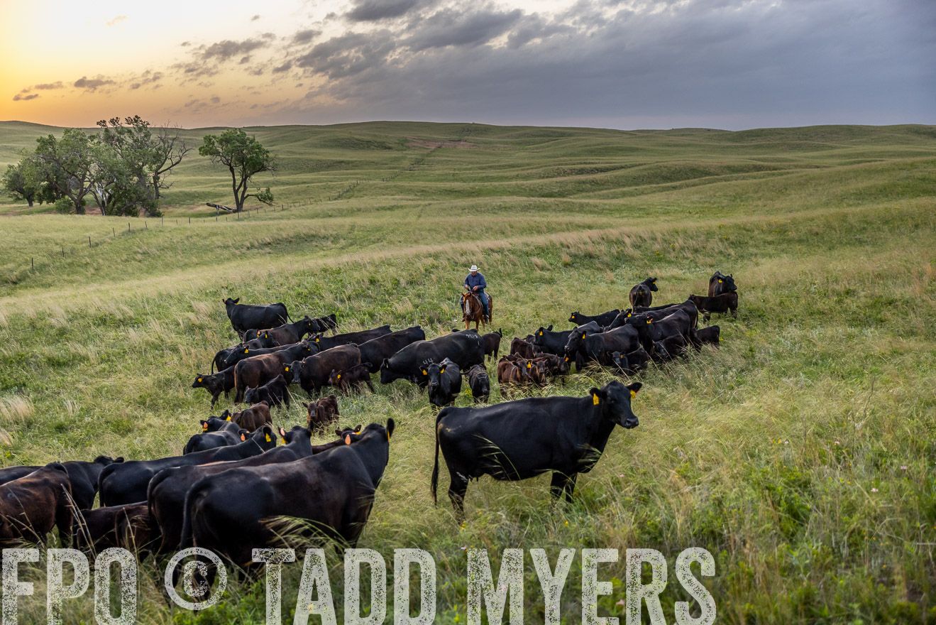 TMyers_PP_FinneyRanch_Nebraska_June2024-517317