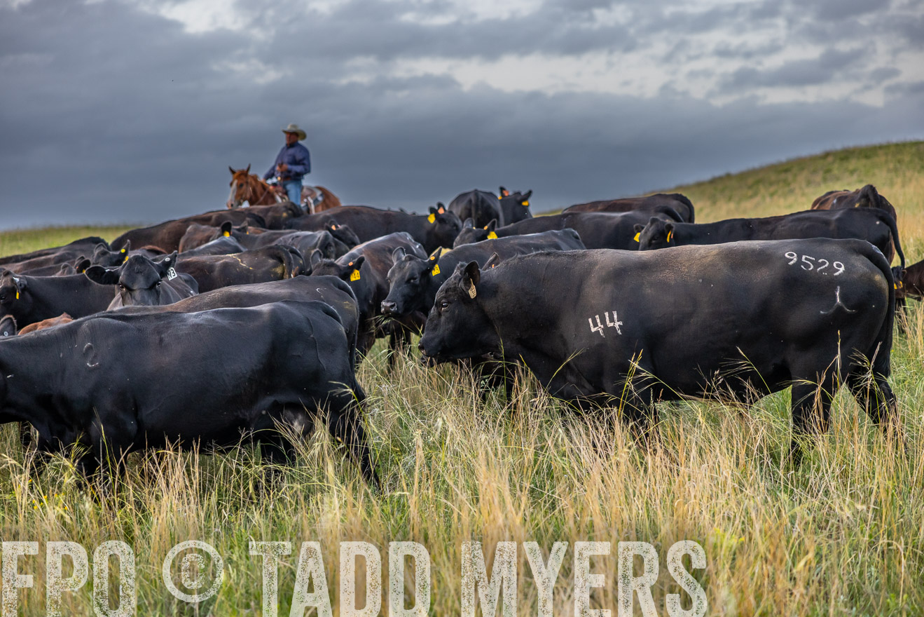 TMyers_PP_FinneyRanch_Nebraska_June2024-517393